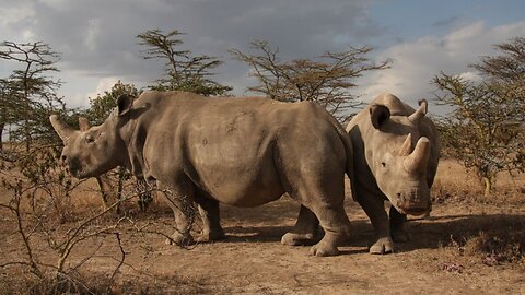 Scientists Have Created 2 Northern White Rhino Embryos
