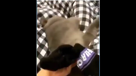 Cat fainted when he smelled the guy's socks.