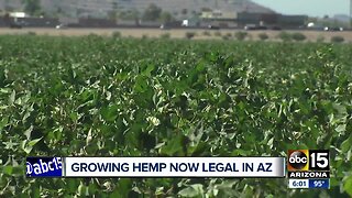 Hemp farming begins in Arizona