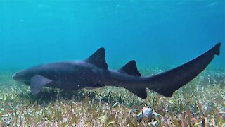 Curious sharks and stingrays surround swimmers in Belize