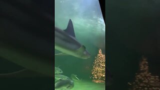 “Awesome Sharks In the Water”