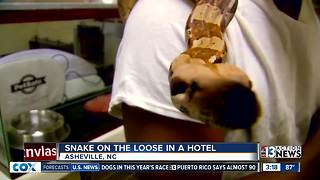 Snake on the loose in a hotel