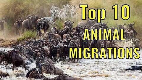 10 Incredible Animal Migrations You Won't Believe