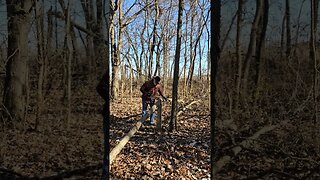 Starting my next project, making a Bow from an Ash Tree