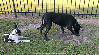Puppy gets surprised by Great Dane with dirt shower