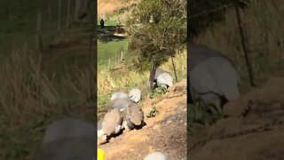 Happy guinea fowl and kitten