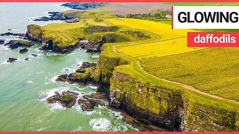 Fields of daffodils glow in the sunlight on cliffs overlooking the North Sea