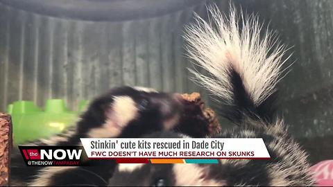 Stinkin' cute kits (skunks) rescued in Bay area, becoming rare in Florida