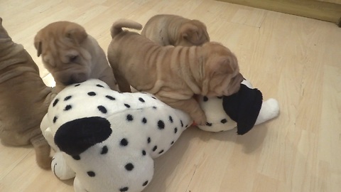 Shar Pei puppies love their new Dalmatian toy