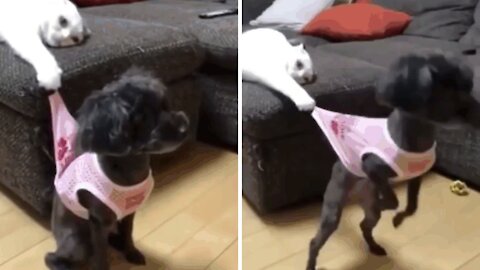 Cat mischievous towards a dog who suffers the pranks of his friend