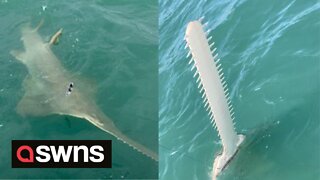 UK tourist reels in rare 13ft sawfish during fishing trip in Florida