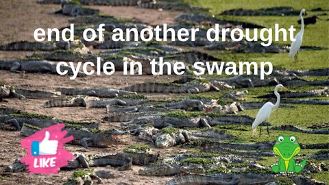 end of another drought cycle in the swamp