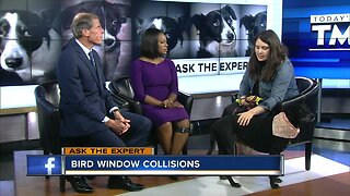 Ask the Expert: Preventing bird collisions with windows