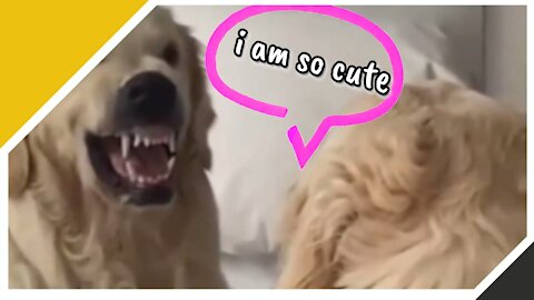 golden retriever showing fangs in front of mirror -latest viral video 2021