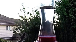 Guy guards his hummingbird feeder laboriously