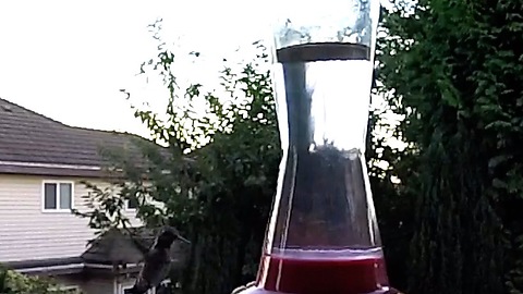 Guy guards his hummingbird feeder laboriously