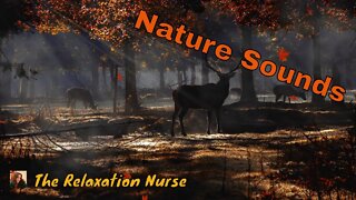 Peaceful Music, Stress Relief, Calm, Meditation, Beautiful Relaxing, Study Music, Birds Singing