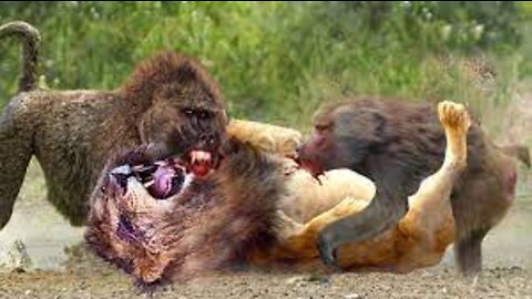 Unbelievable ! Humiliated Lion reacts cruelly kills Baboons to relieve anger - World Wildlife