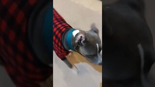 puppy jammies #einsteinsbackyard #shorts #arizona #pitbulls #dog #short #shortvideo #shortvideos