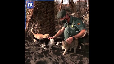 Police feed abandoned cats in La Palma volcano exclusion zone