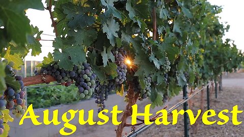 Monsoons & August Harvest | The Desert Farmer Podcast