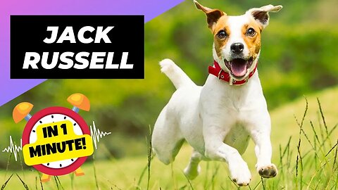 Jack Russell - In 1 Minute! 🐶 One Of The Most Popular Dog Breeds In The World | 1 Minute Animals