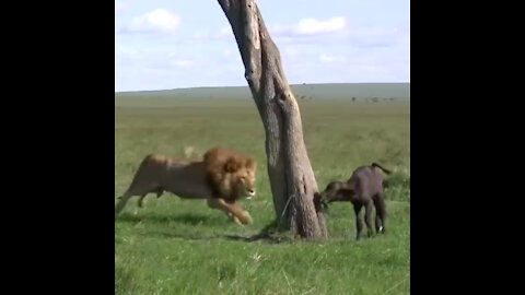 Male Lion Kills Baby Buffalo