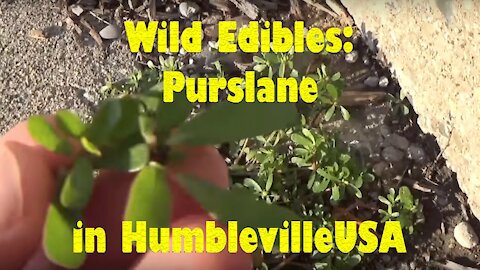 Purslane, the wild edible weed that grows everywhere! Humbleville USA 2016