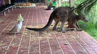 Greedy cockatoo chases off kangaroos for treats
