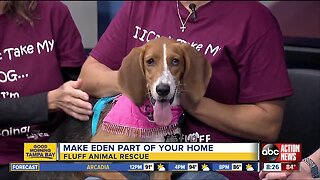 Rescues in Action June 23 | Eden needs a home