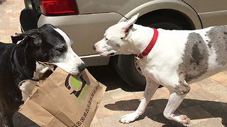 Funny Great Dane Helps Herself To Burger Fi Take Out