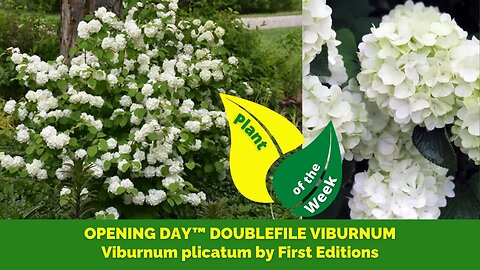 OPENING DAY™ DOUBLEFILE VIBURNUM | Viburnum plicatum by First Editions