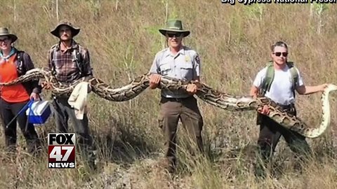 Check out this record-breaking python captured in Florida