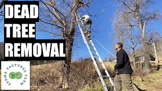 Removing 2 DEAD Trees