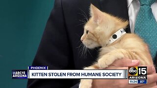Kitten stolen from Arizona Humane Society, suspect sought