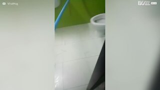 Skræmmende øjeblik hvor en slange bliver fundet i toilettet!