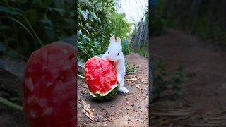 #rabbit #cool #funny #funnyanimals #comic #humourous #amazing #funnymoments