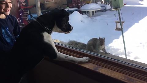 "An Unlikely Friendship Between A Dog And A Squirrel"