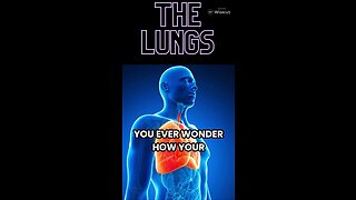 SkillSnacks: The Lungs