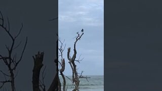 Australian Magpie-Larks @ Wallabi Beach NSW