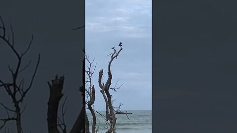 Australian Magpie-Larks @ Wallabi Beach NSW