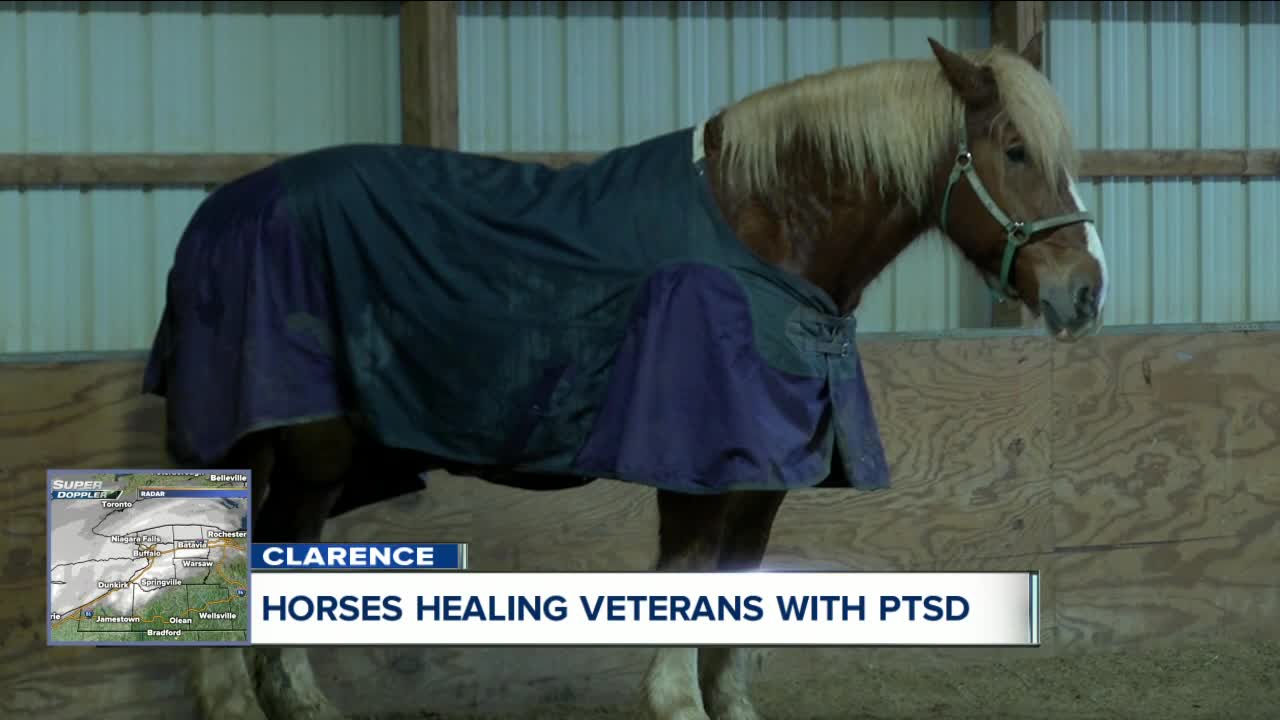 Horses healing veterans with PTSD