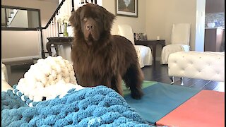 Watch this huge Newfie’s irresistible “beg face”