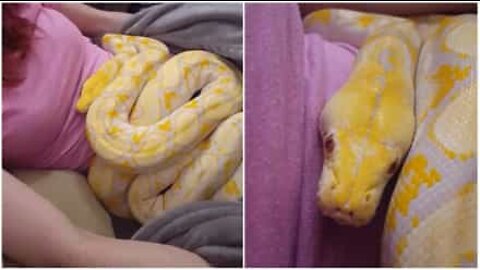 Pet snake takes a nap with its owner