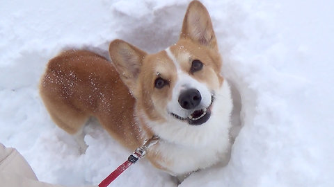 Corgi and Snow! run run run