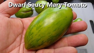 ⟹ Dwarf Saucy Mary Tomato | Solanum lycopersicum | Tomato Review 2