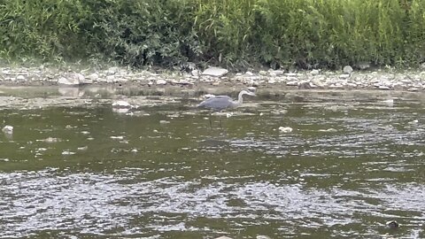 Great Blue Heron but no White Egret 😊