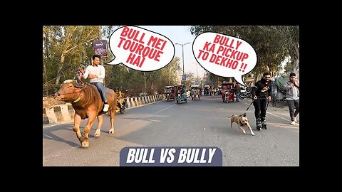 BULLY🐶meets BULL🐂- The SULTAN - World's first unique drag race 🤯🏁 @Bull.Rider-Vlogs #amanandbully