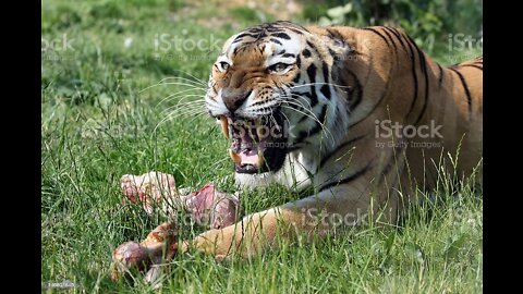 Lion vs tiger real fight hd video 2022