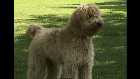 Our Golden Doodle